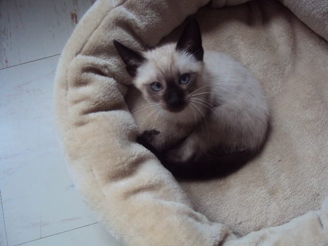 mon petit chat fais caca dans ma baignoire
