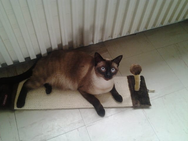 mon Cooky d'amour aime jouer a cache cache 