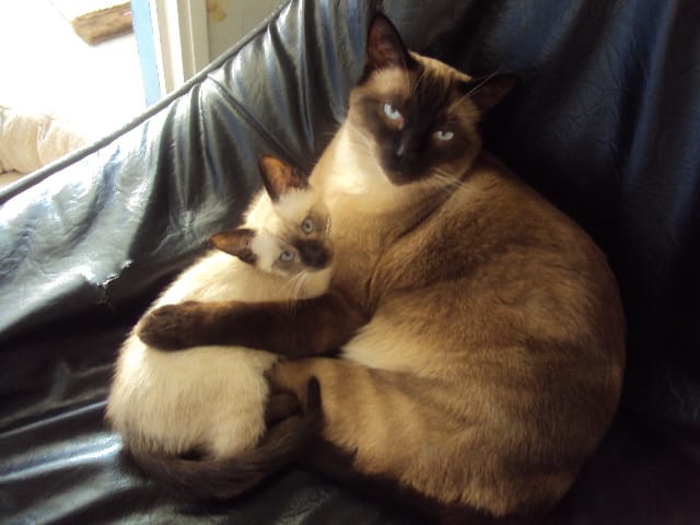 mes chats....ma vie