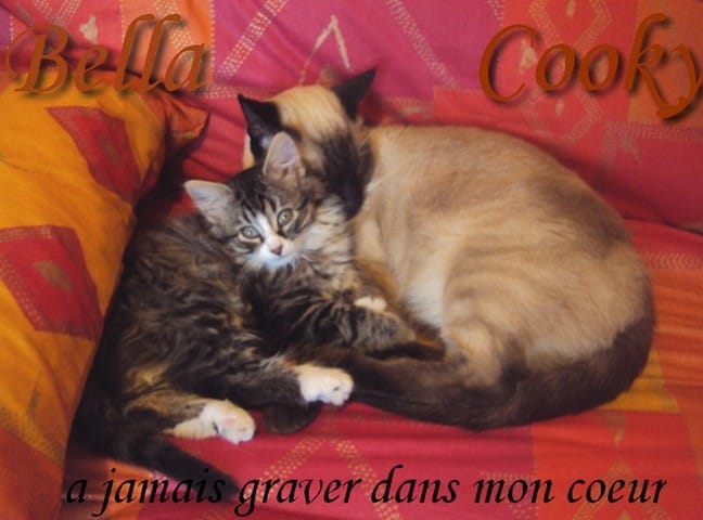 Bella deja 1 ans sans toi