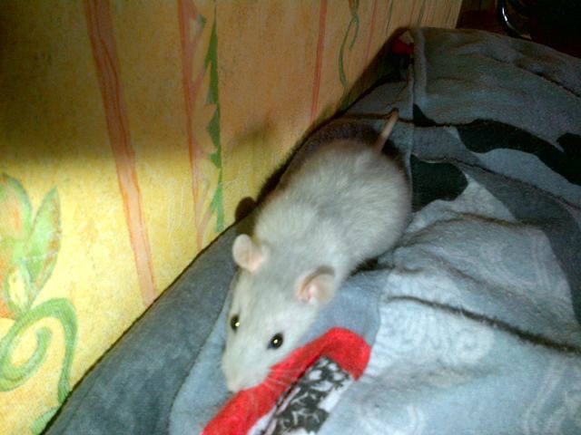 ma belle petite princesse