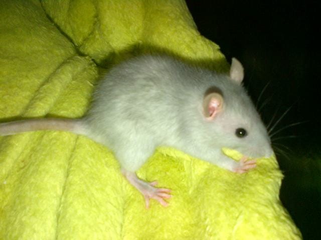 le comportement de vos rat et ratte