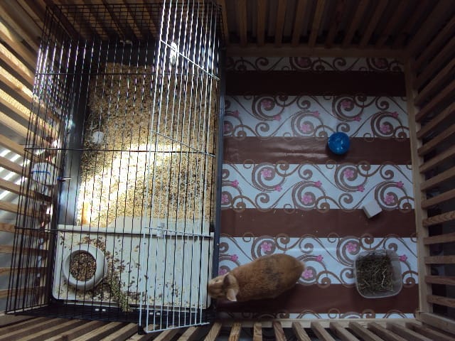 nouvelle lapine besoins de conseil