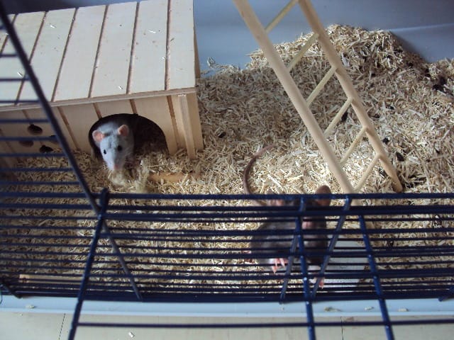 mes zamours de ratte