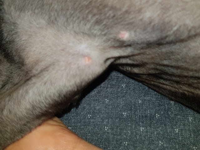 Bouton suspect