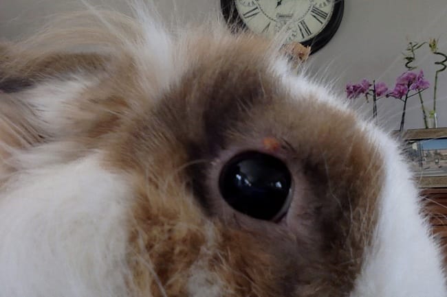 Mon Lapin à des boutons