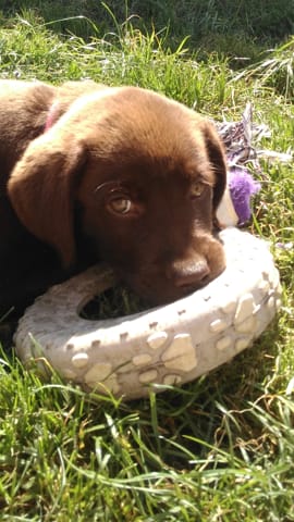 Futur nom indien de ma labrador