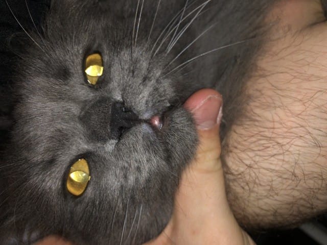 Bouton sur la lèvre inférieure