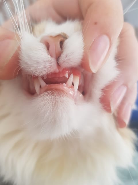 Mon chaton qui a les gencives rouges a-t-il un gros risque de FIV/FEVL ?