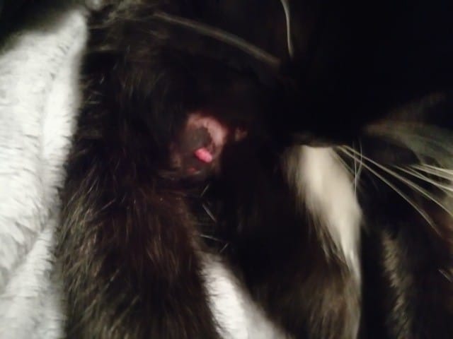 Boule rouge après castration