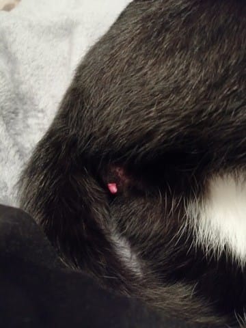 Boule rouge après castration de mon chat