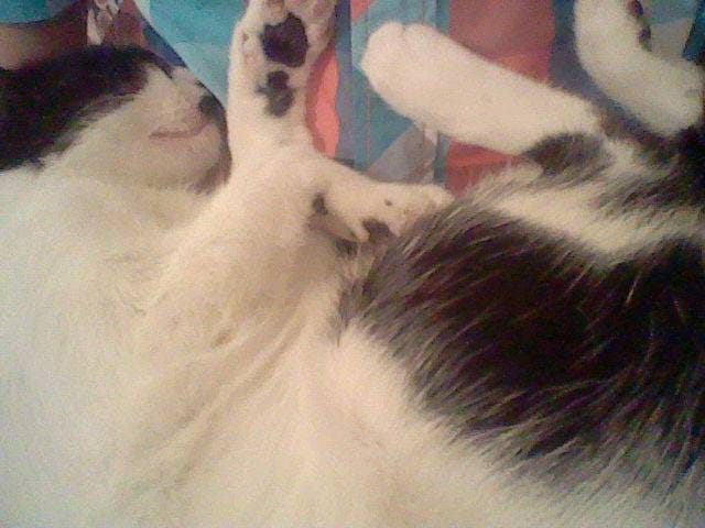 les chats dorment 70 pour cent dans sa vir