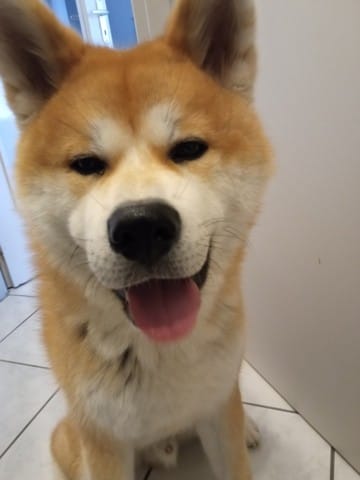 Petites bosses de part et d'autre de la gueule