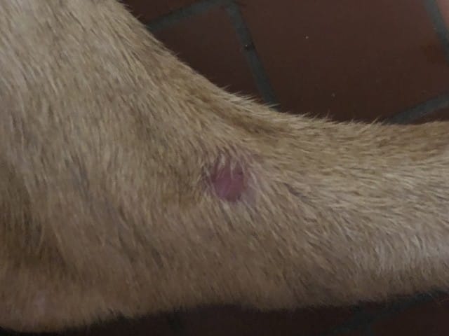 [Help] des rougeurs sur les pattes de mon chien?