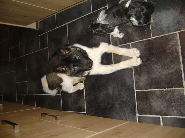 ma femelle akita americain commence a devenir retissente 