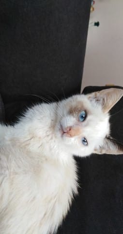 Quelle est la race de mon chaton