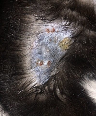 Blessures patte inquiétantes chat