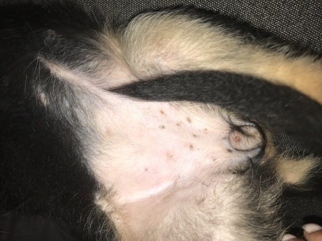 Boutons sur la vulve de mon chiot
