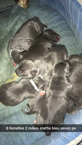 Chiot staffie a réservé