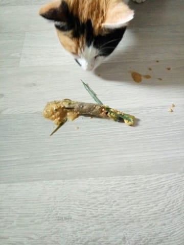 3ème paupière après vomissement