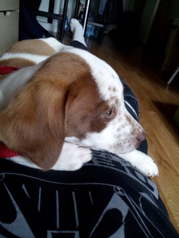 Quel race ou quel croisement serait mon chiot ?