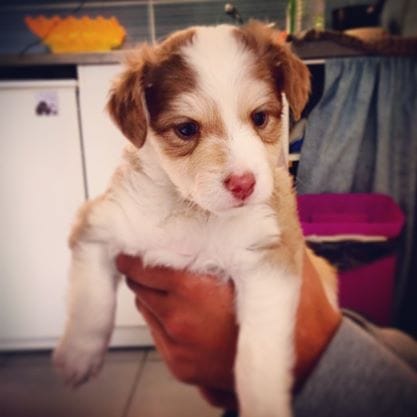 Chiot récupéré au Portugal