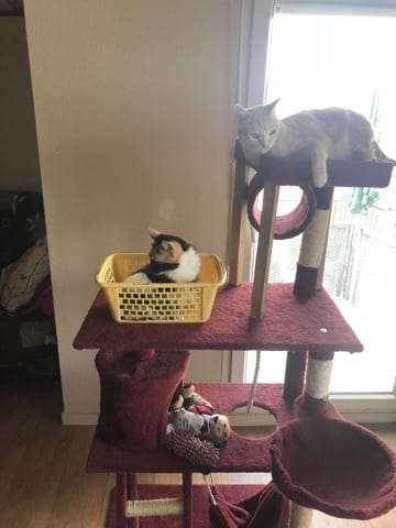 Question sur mon chat