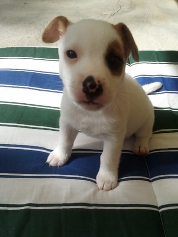 Les premiers jours avec Harper