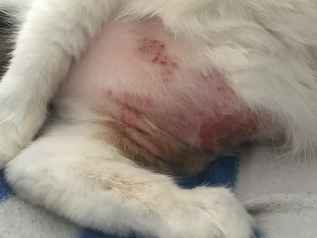 Léchage blessure ventre