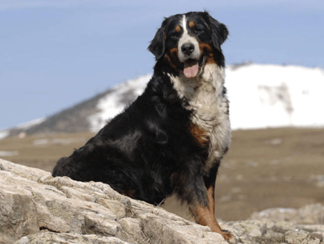 Qui est cet animal ???