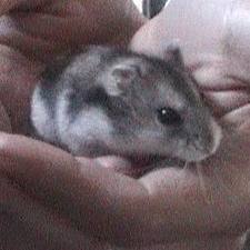 Prénom pour hamsters 