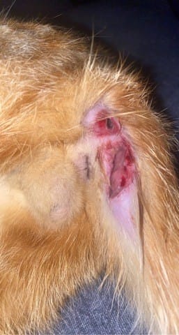 blessure sur mon chat