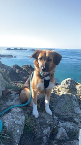 Réflexion avant adoption d’un chiot