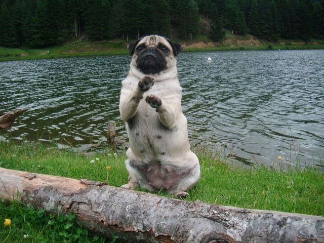 Pug qui travail