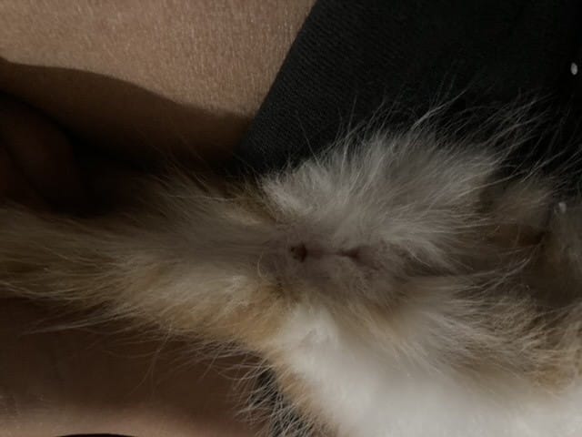 Besoin d’Aide mâle ou femelle ?