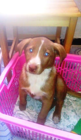 aide SVP, j'ai trouvé un chiot, je ne sais pas de quelle race