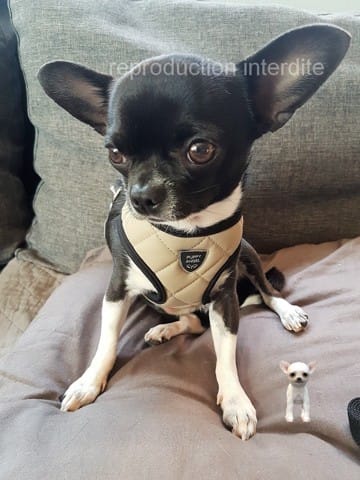 tout pour le chihuahua?