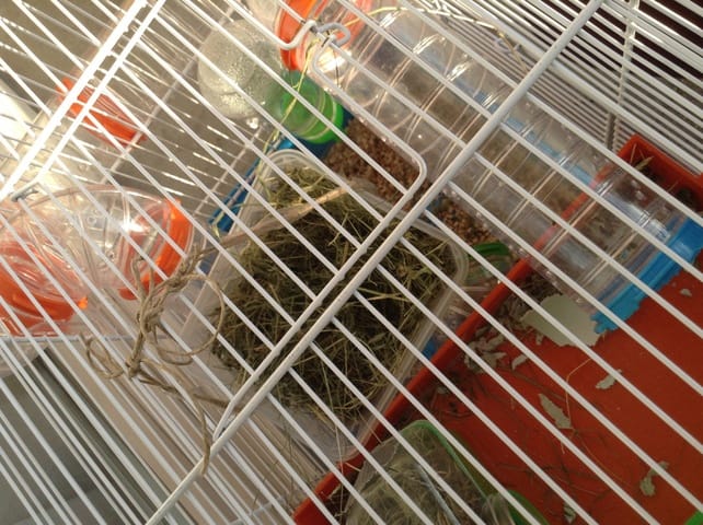 Astuce pour créer son hamac pour rongeur soi même! 