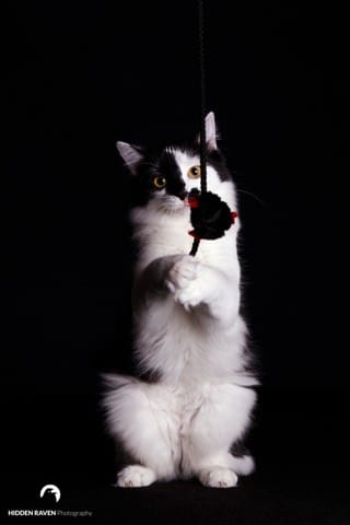 Photographe animalier