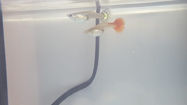 Demande avis sur poissons guppy