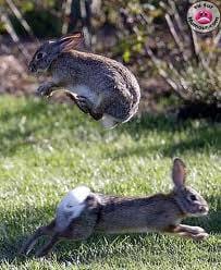 lapin qui joue a saute mouton  !!!!!!!!!