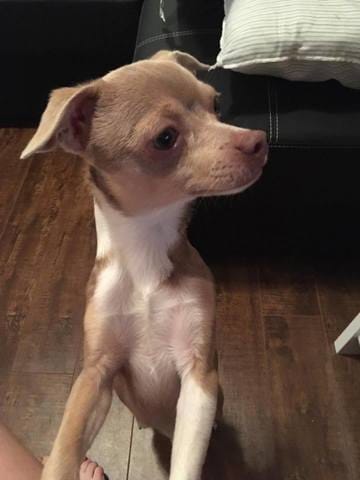 Quelle race est mon chien...