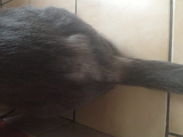 Chatte âgée qui perd ses poils + "kystes"?