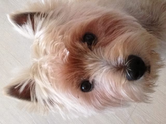 Westie aux poils rouge!