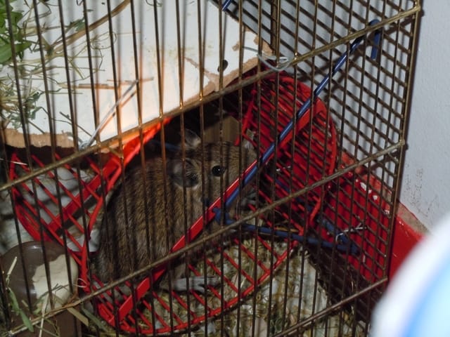 Donne 2 octodons mâle