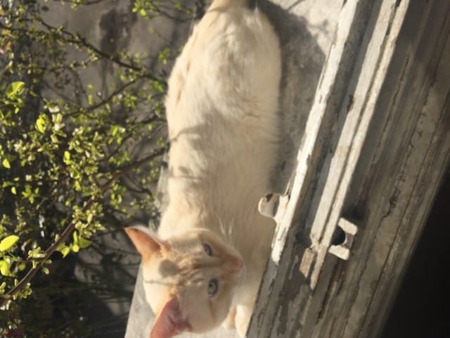 Chat perdu aux Perreux sur Marne depuis le 1 avril