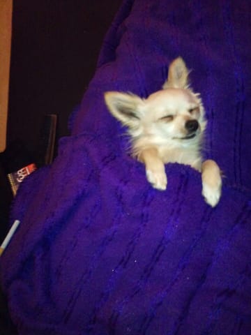 PROBLEME DE ROUBIGNOLES...