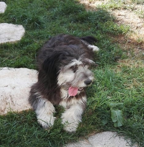 Des connaisseurs de Berger Polonais de plaine?