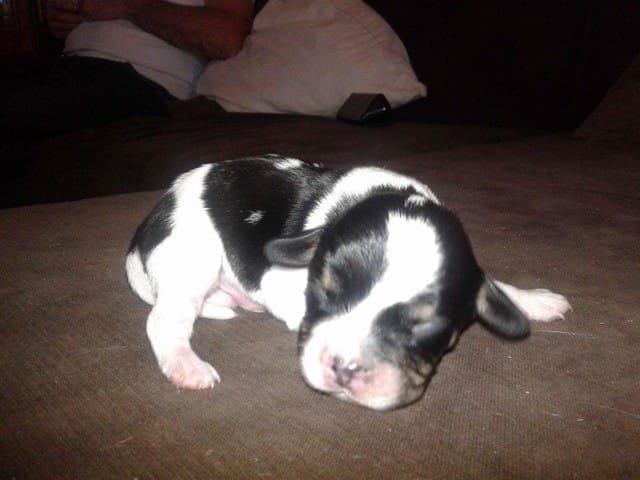 Petit chiot à venir