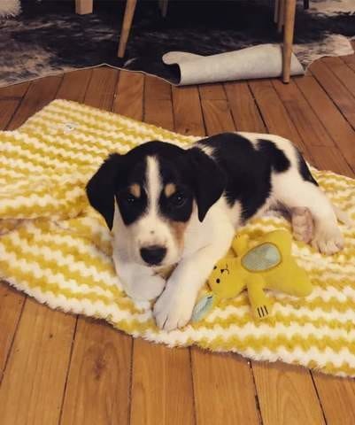 Est ce bien un Border Collie pur ?